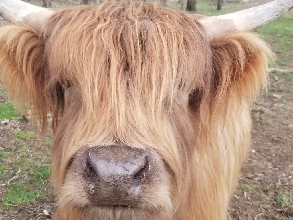 Dun Highland Cow Kentucky